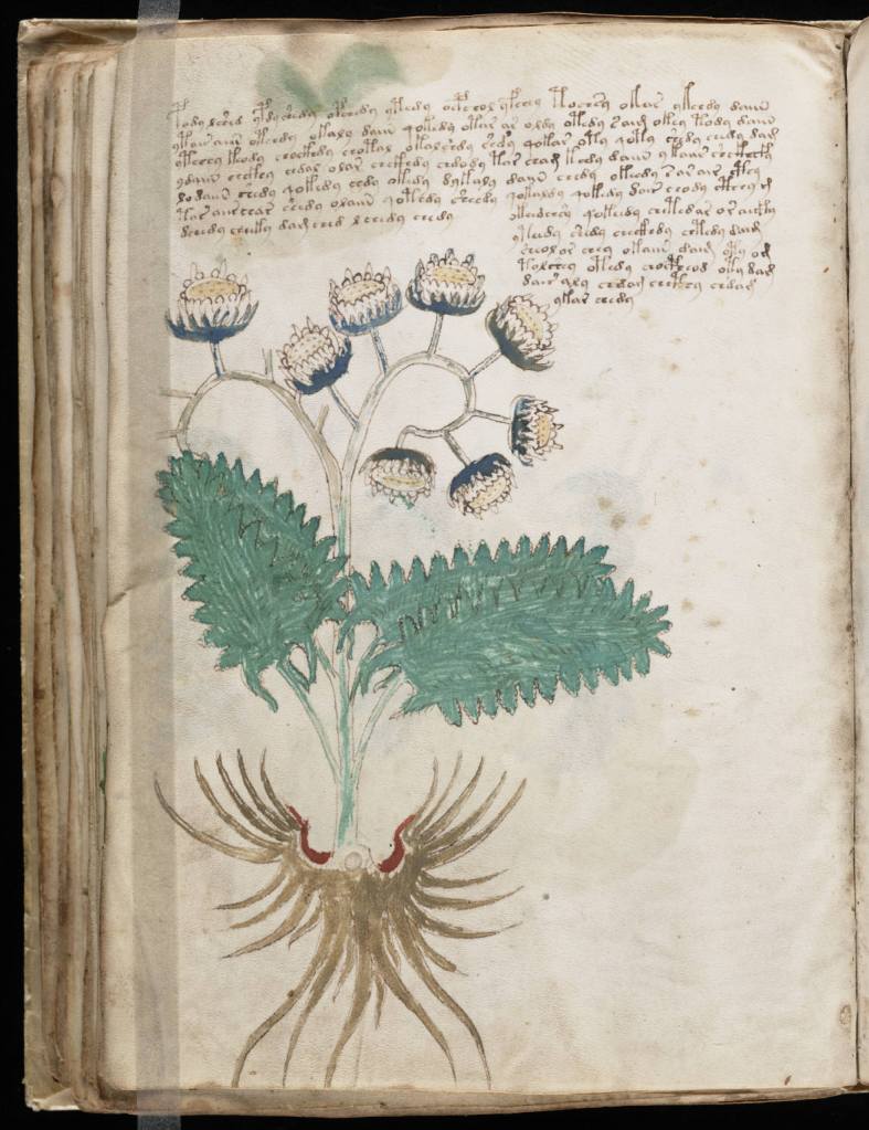 Page botanique du manuscrit de Voynich avec une grande fleur et des feuilles dentelées, typique de la section des plantes.