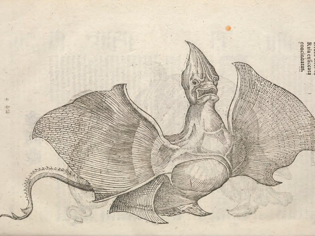 La Jenny Haniver — Le monstre&nbsp;fabriqué