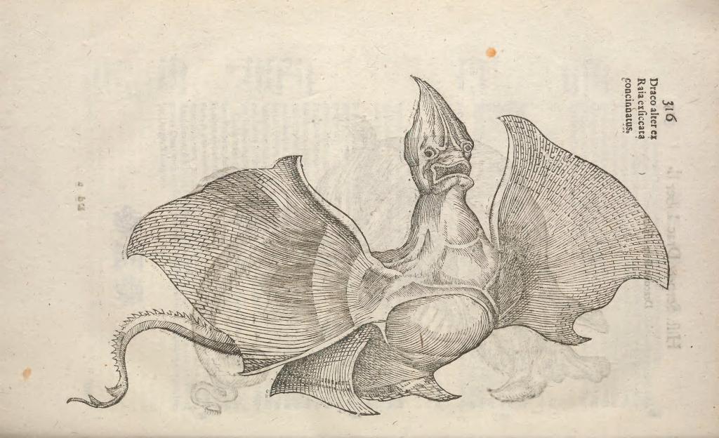 La Jenny Haniver — Le monstre fabriqué